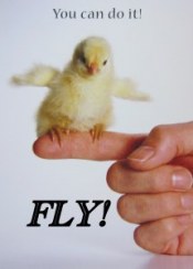 FLY (Chick)